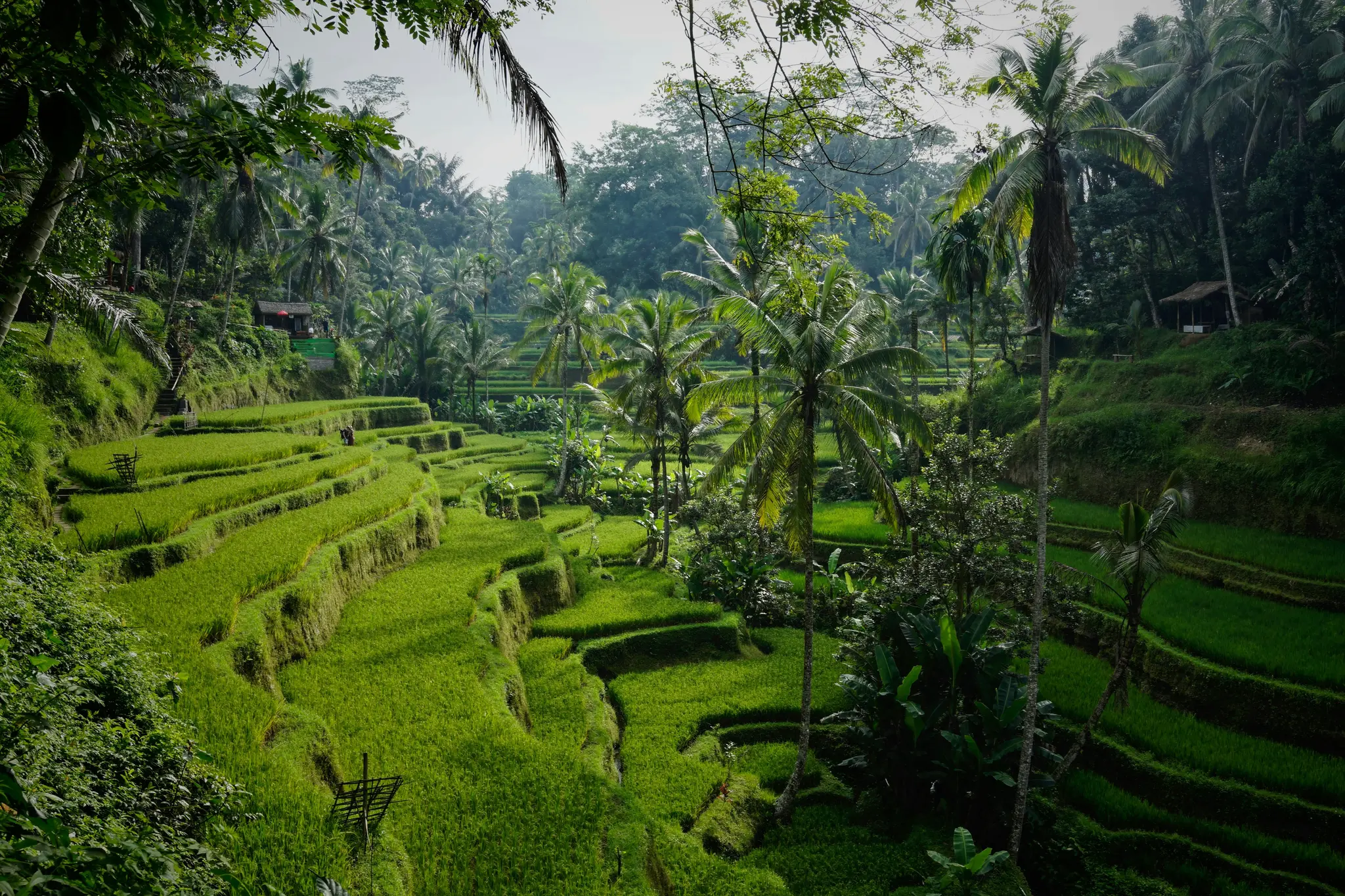 Leasehold vs Freehold in Bali
